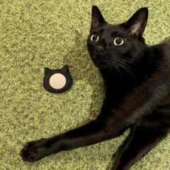 猫の日2022  猫モチーフアイテムのご紹介